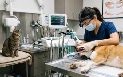 Igiene e salute orale: Il tecnico veterinario e la gestione della bocca di cani e gatti – A cura di Associazione Tecnivet per “La Settimana Veterinaria”